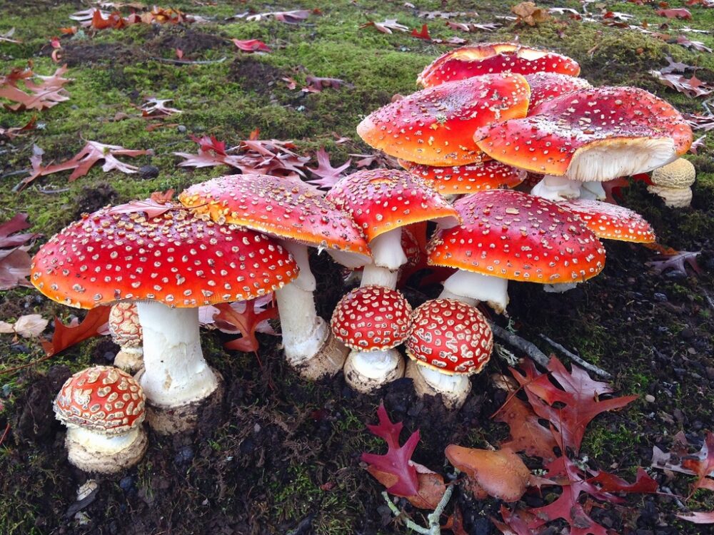 Amanita Mysteries Unveiled - 8 Fascinating Facts About These Enigmatic Mushrooms