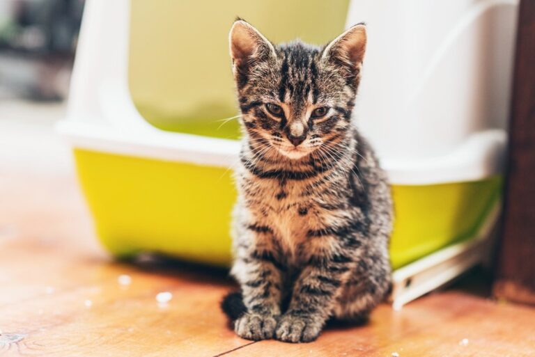 Are Self-Cleaning Litter Boxes Worth The Hype?