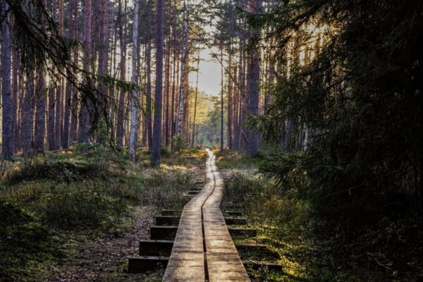 hikig trail in the wood