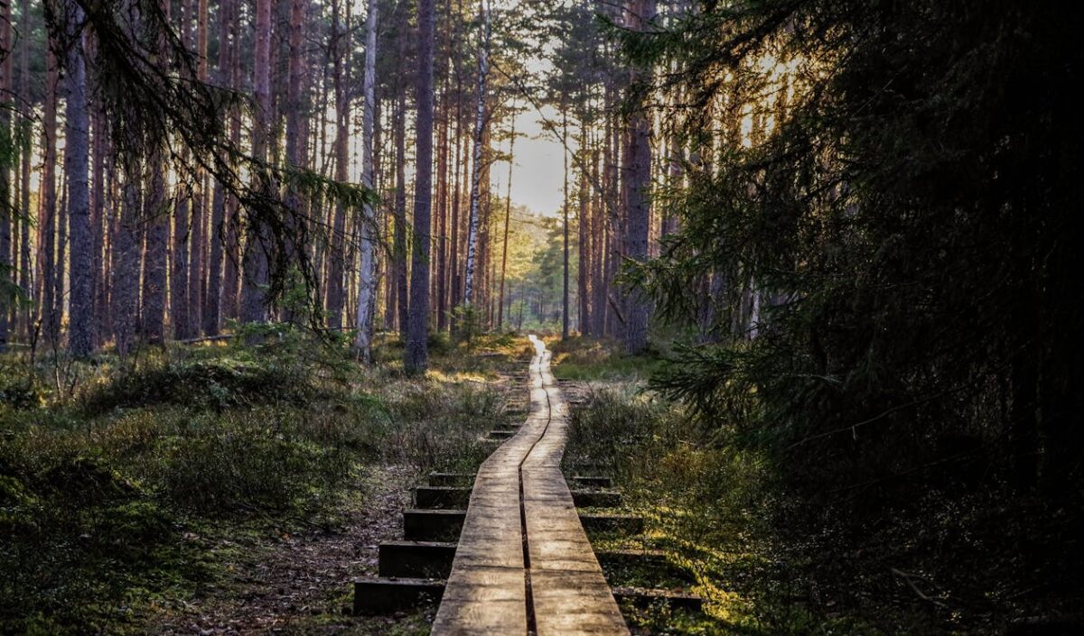 hikig trail in the wood